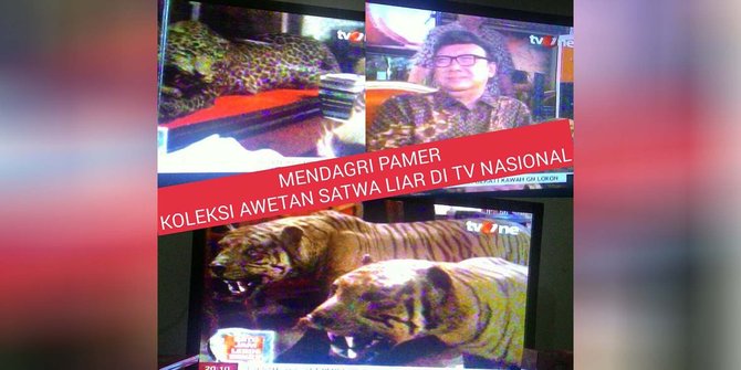 Scorpion's Call Heard by Home Affairs Minister Tjahjo Kumolo, Stuffed Tigers Confirmed to be Handed-over to BKSDA Offices (February 13, 2016)